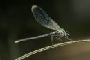 8804 Dew Coated Male Banded Demoiselle (Calopteryx splendens)